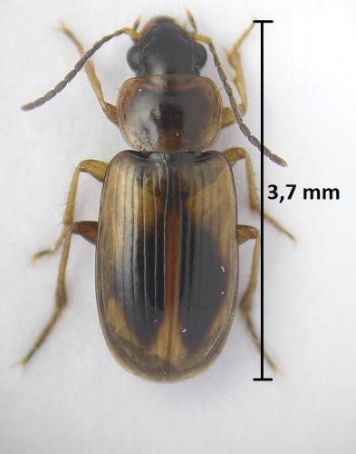 Réf. 187 979 : Acupalpus sp.